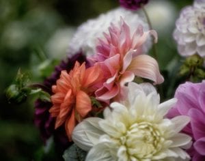 colorful orange white and pink flowers